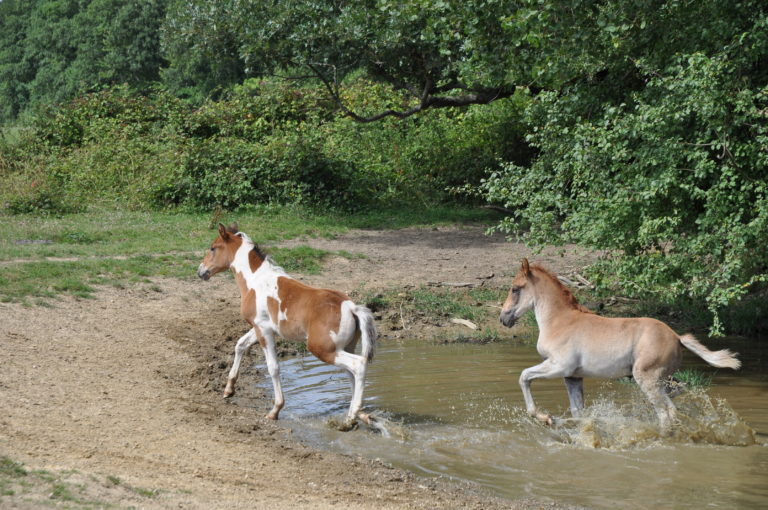 Jeune poulain dans l'eau